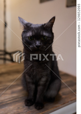 A Cute Cat lounging comfortably in a Bright and inviting Living Room filled with light A Cute Cat lounging comfortably in a Bright and inviting Living Room filled with light 129852093