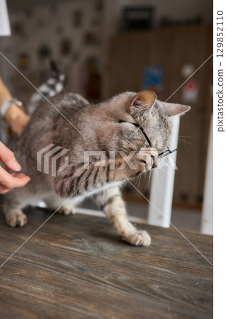 A Sweet and Fun Moment Featuring a Cat Wearing Stylish Glasses That Captivates Hearts 129852110