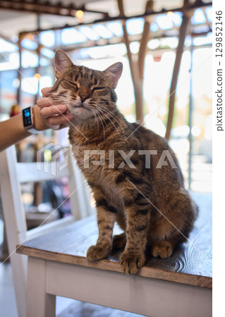 Enjoying some relaxing moments with cat massage therapy can bring great joy and comfort 129852146