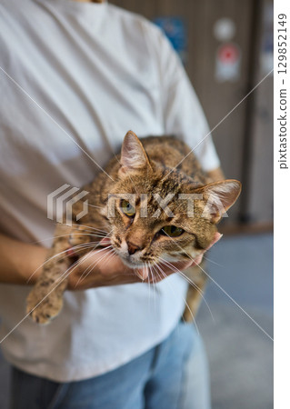 A Charming Cat, Comfortably Held in Hands, Showcasing Its Striking Eyes A Charming Cat, Comfortably Held in Hands, Showcasing Its Striking Eyes 129852149