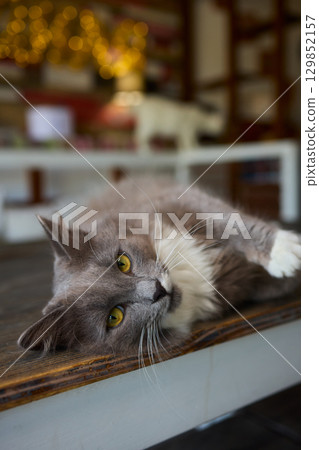 A Cute Cat lounging comfortably in a Bright and inviting Living Room filled with light A Cute Cat lounging comfortably in a Bright and inviting Living Room filled with light 129852157