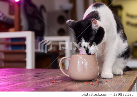 A Playful and Curious Cat Interacting with a Colorful Mug on a Beautiful Wooden Table A Playful and Curious Cat Interacting with a Colorful Mug on a Beautiful Wooden Table 129852183