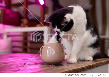 A Playful and Curious Cat Interacting with a Colorful Mug on a Beautiful Wooden Table 129852186