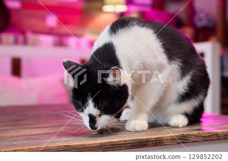 A Cat Enjoying Delicious Treats While 129852202