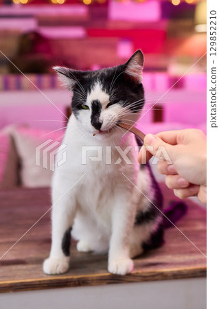 A Cat Enjoying Delicious Treats While a Hand Is Outstretched Toward It in Affectionate Gesture 129852210