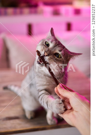 A Cat Enjoying Delicious Treats While a Hand Is Outstretched Toward It in Affectionate Gesture 129852237