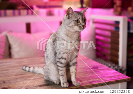 A Cute Cat lounging comfortably in a Bright and inviting Living Room filled with light 129852238