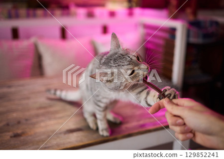 A Cat Enjoying Delicious Treats While a Hand Is Outstretched Toward It in Affectionate Gesture 129852241