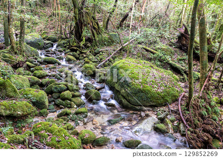 Yakushima National Park (November) - Japan's most beautiful moss forests and streams 129852269