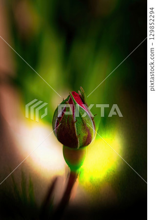 綠葉和紅色的花園玫瑰花蕾 129852294
