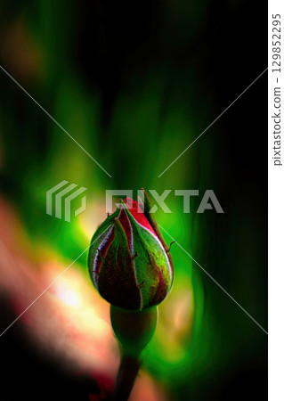 花園玫瑰花蕾開始綻放 129852295