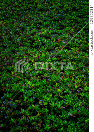 Boxwood grass with green moss 129852314