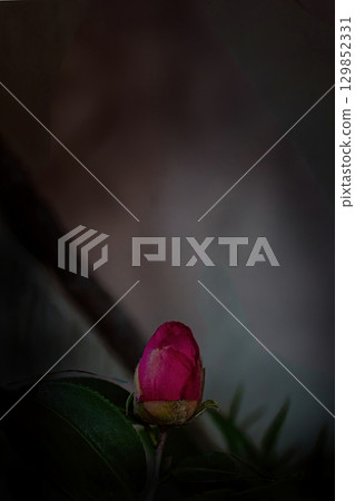 Camellia buds shining in the light 129852331