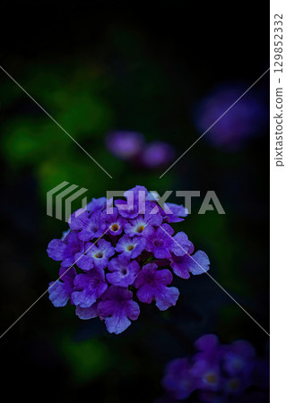 Purple lantana blooming in winter 129852332