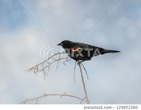 Red-Winged Blackbird male perching against the sky 129852360