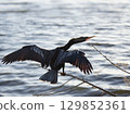 Anhinga bird in Florida wetland 129852361
