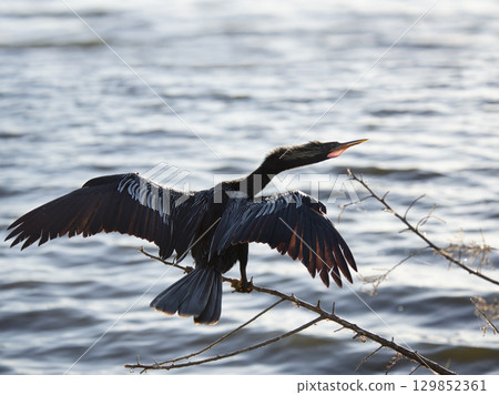 Anhinga bird in Florida wetland 129852361