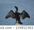 Double-Crested Cormorant in Florida Wetland 129852363