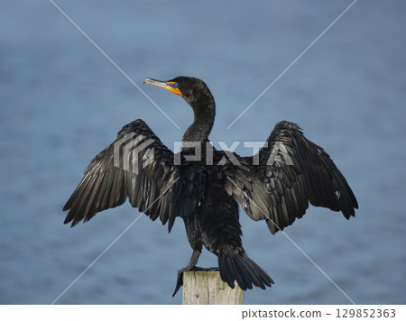 Double-Crested Cormorant in Florida Wetland Double-Crested Cormorant in Florida Wetland 129852363