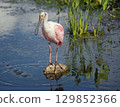 Roseate Spoonbill in Florida lake 129852366