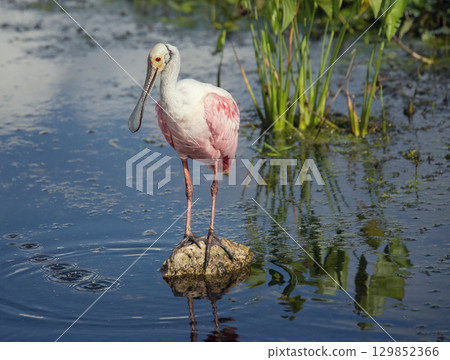 Roseate Spoonbill in Florida lake Roseate Spoonbill in Florida lake 129852366