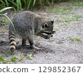 Young Raccoon Looking for Food in Florida Wetland 129852367