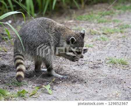 Young Raccoon Looking for Food in Florida Wetland 129852367