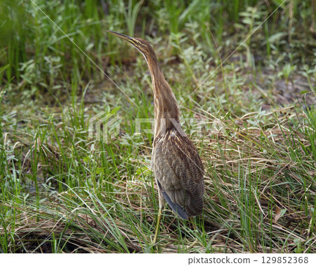 American Bittern in Florida Wetlands American Bittern in Florida Wetlands 129852368