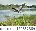 Great Blue Heron In Flight in Florida wetland 129852369