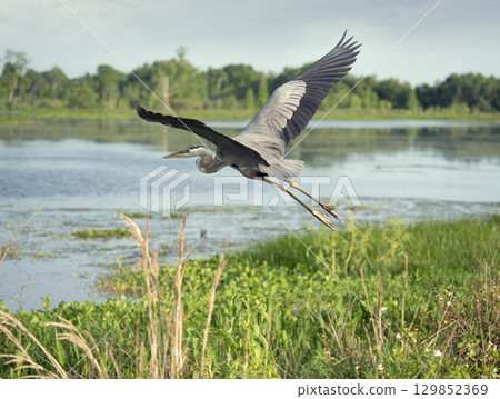 Great Blue Heron In Flight in Florida wetland 129852369