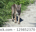 Wild Bobcat Walking in Florida Wetlands 129852370