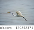 Great White Egret in flight 129852371