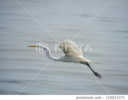 Great White Egret in flight 129852371