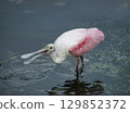 Roseate Spoonbill feeds in a lake 129852372