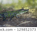 Young American Alligator in Florida Wetlands 129852373