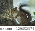 American Gray Squirrel on a Tree 129852374