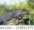 Young alligator resting on a log in Florida swamp 129852375