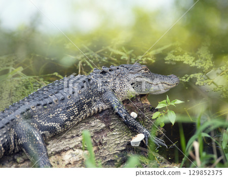 Young alligator resting on a log in Florida swamp Young alligator resting on a log in Florida swamp 129852375