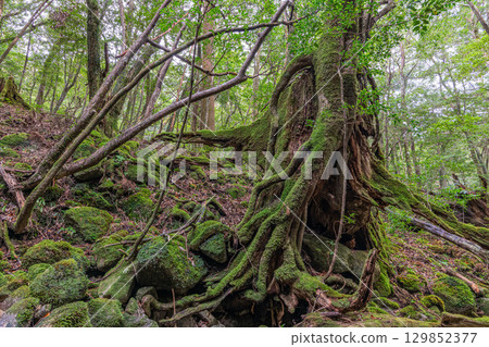 屋久島國立公園：日本最美的苔蘚森林（秋季） 129852377