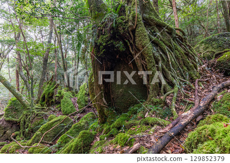 屋久島國立公園：日本最美的苔蘚森林（秋季） 129852379