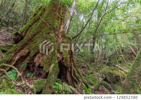 Yakushima National Park: Japan's most beautiful moss forest (Autumn) 129852380