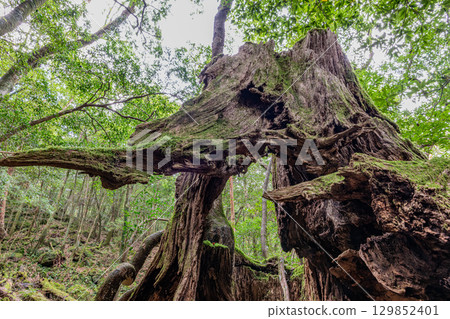 Yakushima National Park: Japan's most beautiful moss forest (Autumn) 129852401