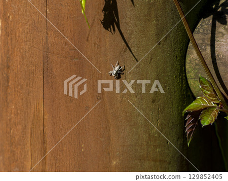 A jumping spider crawling on a pillar on the promenade A jumping spider crawling on a pillar on the promenade 129852405