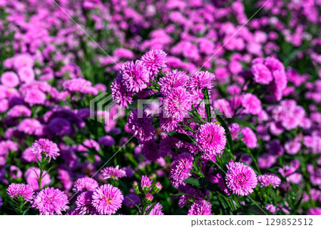 Purple Aster flower that blooms beautifully in a garden. 129852512