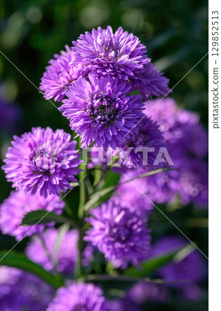 Purple Aster flower that blooms beautifully in a garden. 129852513