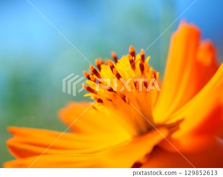 黃色波斯菊管狀花 129852613