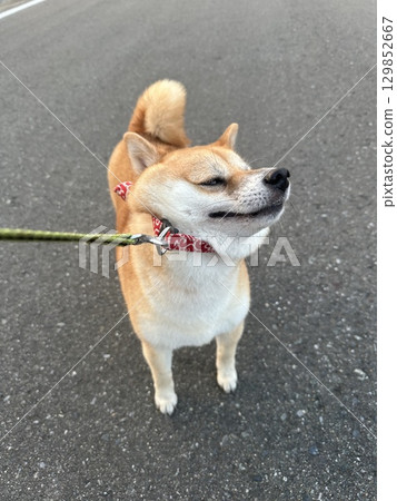 拒絕柴犬 129852667