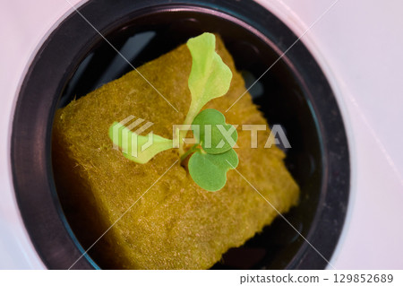 Hydroponic Lettuce Growth in an Indoor Garden Setup for Year-round Fresh Produce 129852689