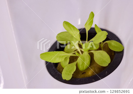 Hydroponic Lettuce Growth in an Indoor Garden Setup for Year-round Fresh Produce 129852691