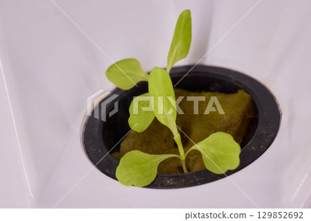 Hydroponic Lettuce Growth in an Indoor Garden Setup for Year-round Fresh Produce Hydroponic Lettuce Growth in an Indoor Garden Setup for Year-round Fresh Produce 129852692
